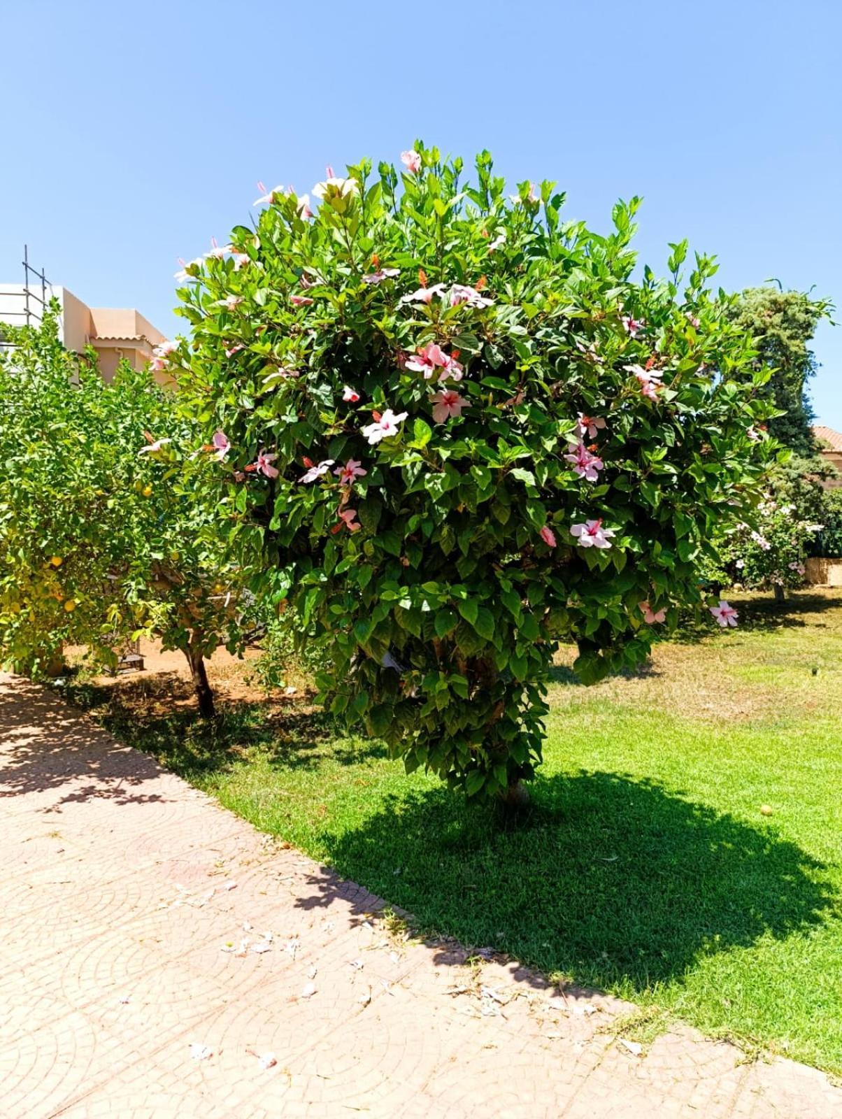 Casa In Giardino A Pochi Passi Dal Mare Villa Palermo Bagian luar foto