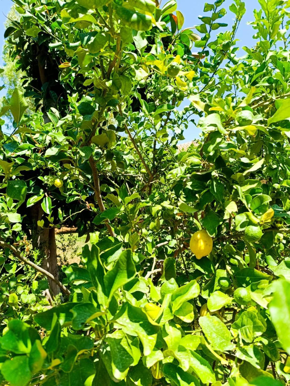 Casa In Giardino A Pochi Passi Dal Mare Villa Palermo Bagian luar foto